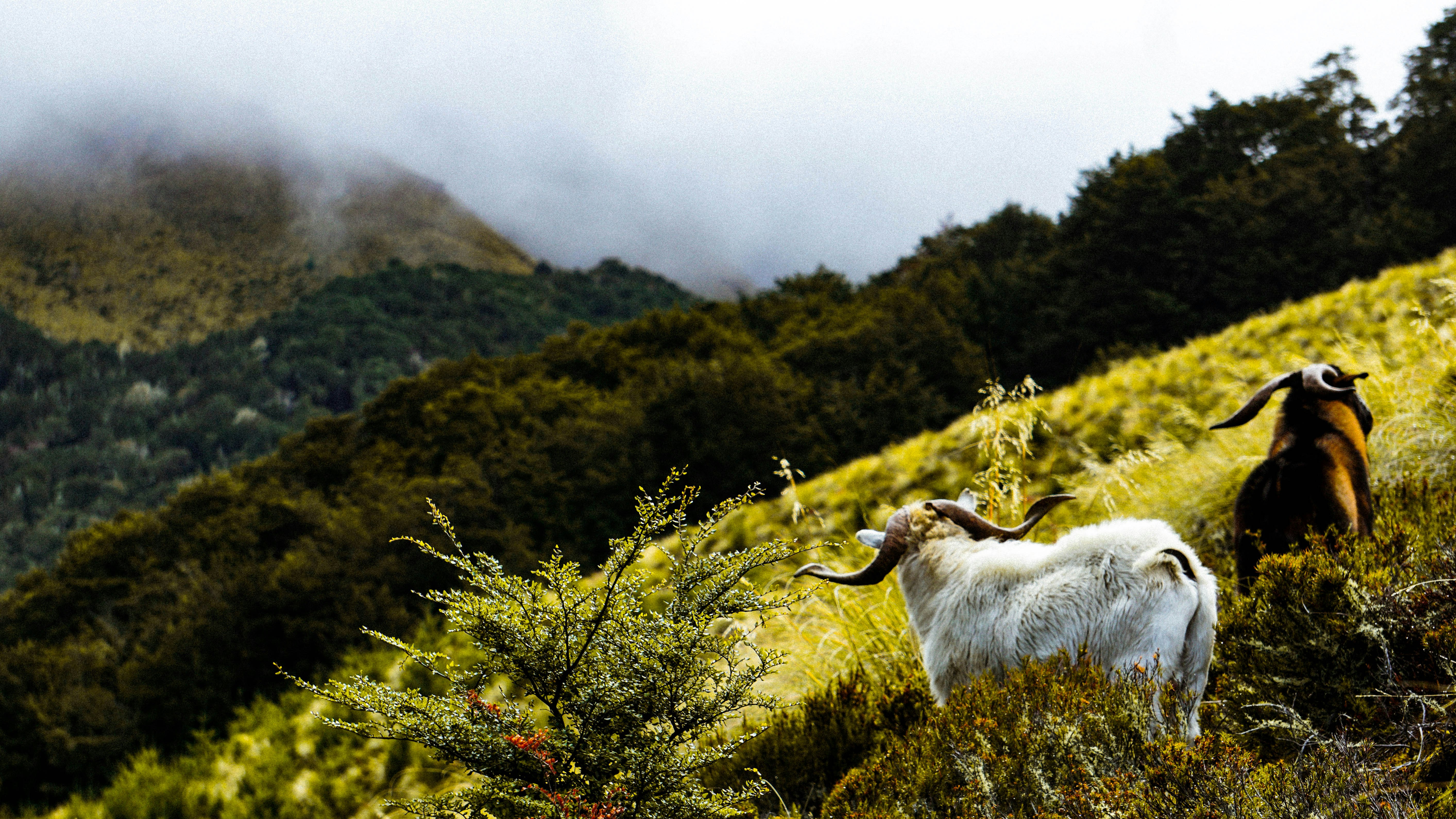 two mountain goat in grass field